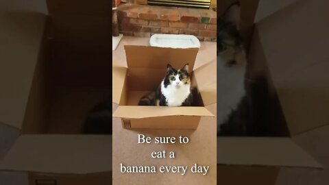 Cat Gives Words of Wisdom