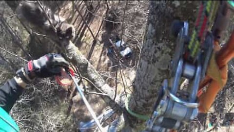 Stranded cat rescued from 20-meter-high tree