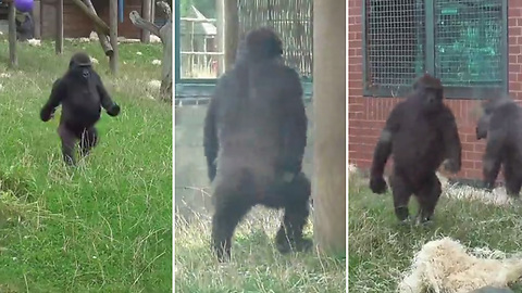 Watch This Playful Young Gorilla As He's Showing Off His Signature Walk