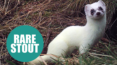 A rare colour-changing stoat has been spotted in a British garden after it turned completely WHITE