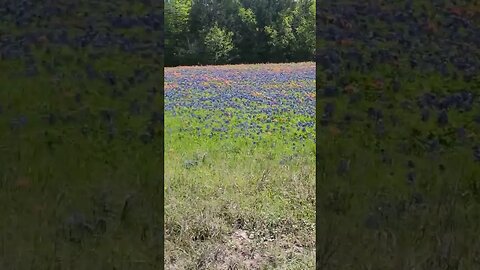 Just a nice drive down a #Texas #backroad #dirtroad #flowers #wildflowers #slowdown