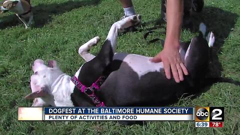 Dogfest: Baltimore Humane Society biggest dog day of the year