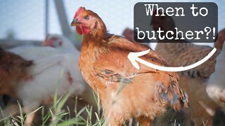 When Should you Butcher Your Meat Chickens on the Homestead?