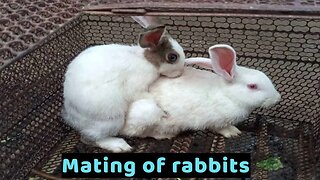 Mating of rabbits