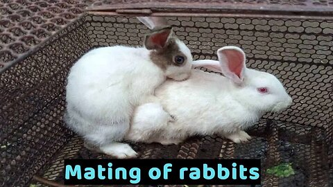Mating of rabbits