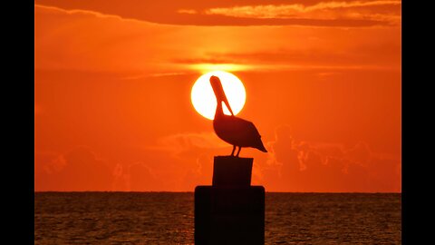 Brown Pelicans at Sunset