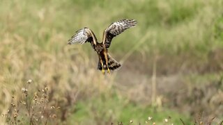 Female Northern Harrier, Sony Alpha 1/Sony A1, 4k