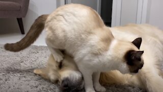 Funny Golden Retriever Reacts to a Cat Massage