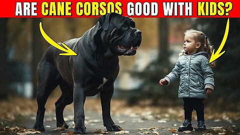 Are Cane Corsos Good With Kids? #dog #pets