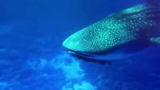 Divers swim with a rare whale shark