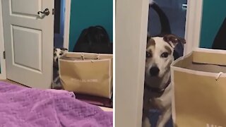 Dog overthinks doorway, needs help getting inside