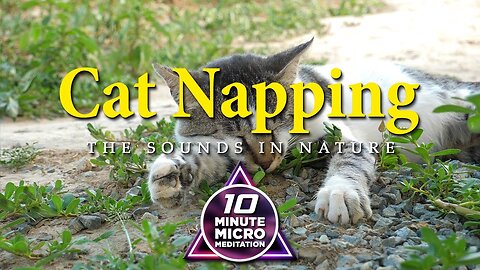 Cat Napping - Calm your Mind, Body and Soul with a 10 Minute Micro Meditation