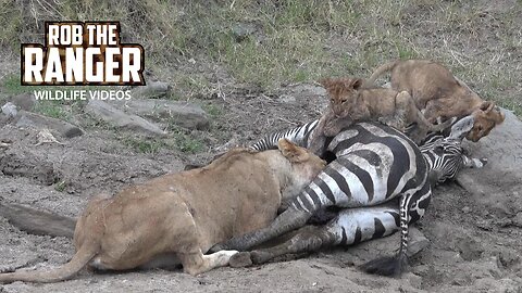 Lioness And Cubs With A Zebra Meal | Maasai Mara Safari | Zebra Plains