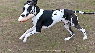 Great Danes Have Fun Playing With Pizza Slice Toy