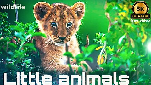Little animals 8k ultra hd videos!small animal free hd videos #baby_animals
