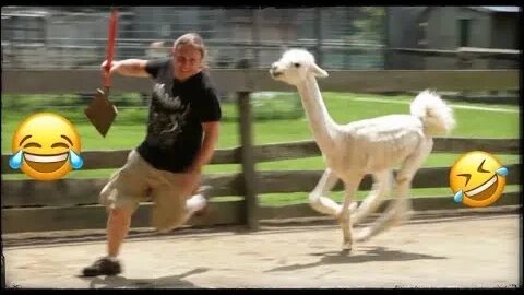 #funny Funny Animals Scarring And Chasing People 2023 #USA Compilation