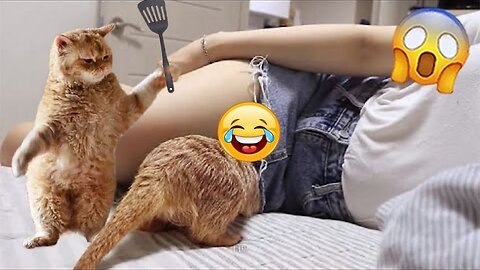 Funny animal video, funny cat video funny kittens