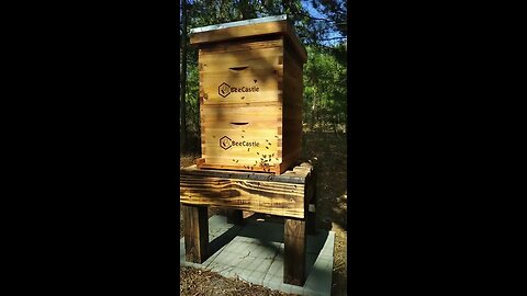 Installing honey bees!