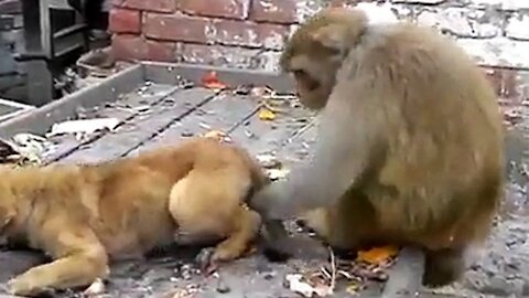 Dog and monkey play action prank and Make Funny