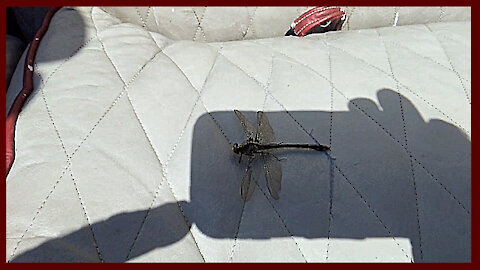 Dragonfly Visit
