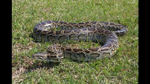 Serpente gigante trovata in una strada negli USA