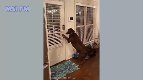 🤣Funny Dog Videos🤣 🐶