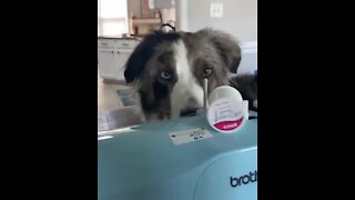Aussie pup literally makes it impossible for owner to work