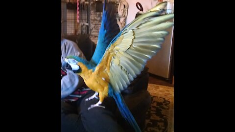 Morgan the Blue and Gold Macaw Playdate with Jaybird the Pit Bull