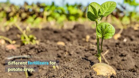 How to apply fertilizer in irish potatoes (free farming ebooks link in Video Description)