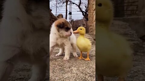 You’re my best friend #shorts #cute #tiktok #viral #funnyanimals #dog