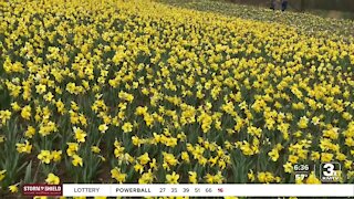 More than 350k daffodils in bloom at Lauritzen Gardens