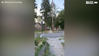 Cet arbre tombe lors d'une tempête et endommage des voitures