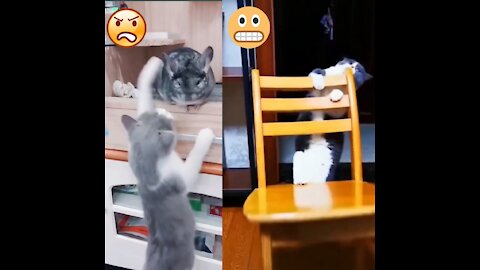 Cute Cats - Funny Cats | Cat Videos Compilation |Funny Pets And Funny Dogs