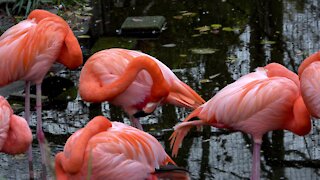 Stunningly colored flamingos fill this garden pond