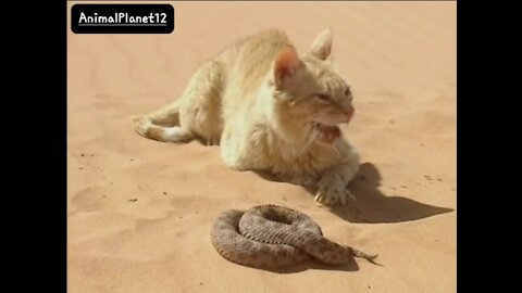 Cat VS snake Who will be the winner..? (AnimalPlanet12)_(720P_HD).mp4