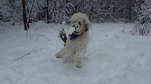 "Snowball Hits Dog in Face in Super Slow Motion"