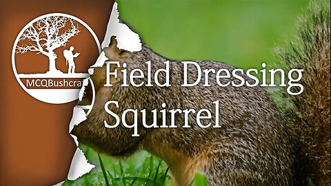 Bushcraft Field Dressing Grey Squirrel
