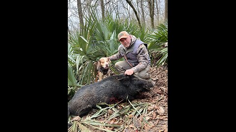 Hog dogs and hog traps