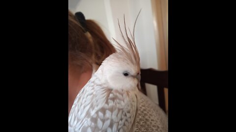 Aurora. Nervous Cockatiel