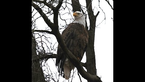 Bald Eagle Pealing & Pooping …wait for it!