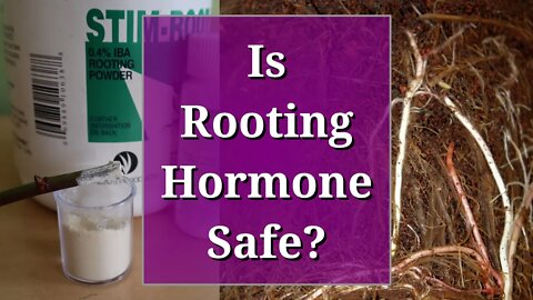 Is Rooting Hormone Safe?