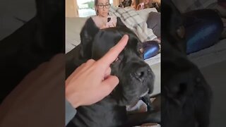 Annoying My Cane Corso Dog #shorts #funny #viral