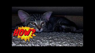 Cute Sibling Kitties Play Hide n Seek 😼 😻 😸 Widescreen