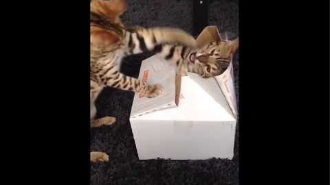 Bengal cats discover Pandora's box