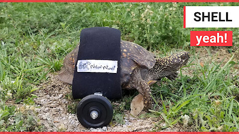 Disabled tortoise who was hit by a truck can zip around his garden again thanks to new wheelchair