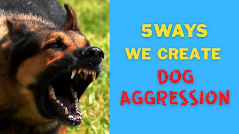 How To Train Dog To Become Aggressive In Less Than 10 Minutes!