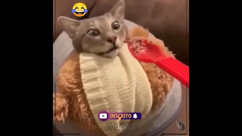 Very funny reaction cats