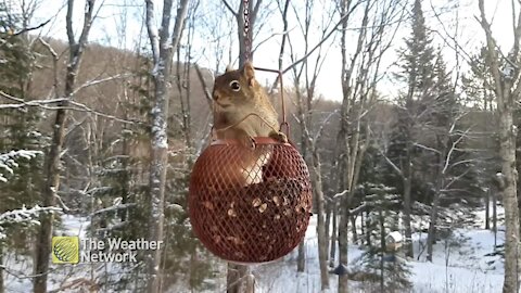 This squirrel has a perfect view of the winter weather, with all the food it needs!