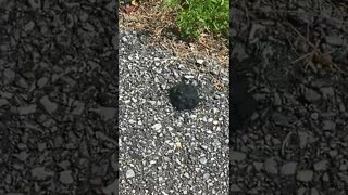 Flies Eating Dark Poop