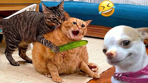 Funniest Cats And Dogs Videos 2024- Best Funny Animal Videos